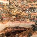 Brisket (2LB)